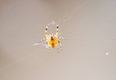 Örümceğin ağın içindeki detayı