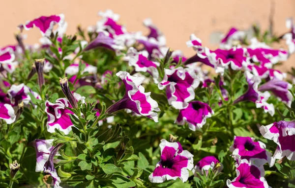 Primula Virágok Részletei Kertben — Stock Fotó