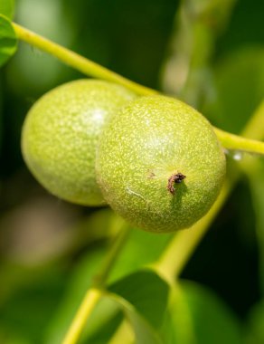 Genç ceviz bir çayırda bir ağaçta