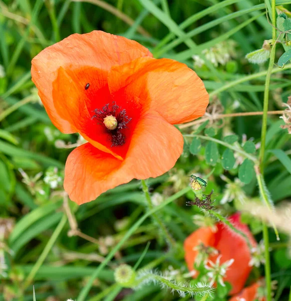 スペツィアの牧草地のポピー — ストック写真