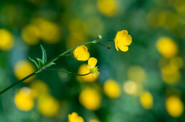 Sarı düğün çiçeği evimin yakınındaki bir çayırda