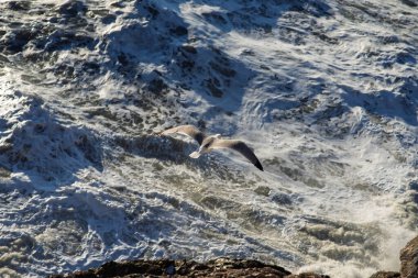 Portovenere 'de martı, La Spezia