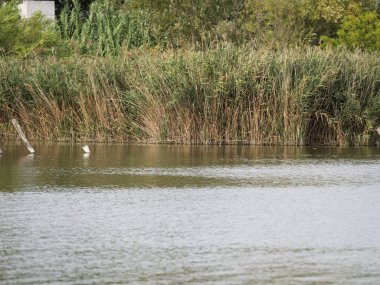Toskana 'da harika bir köy. Puccini Gölü manzarası, Puccini Kulesi, Toskana, İtalya