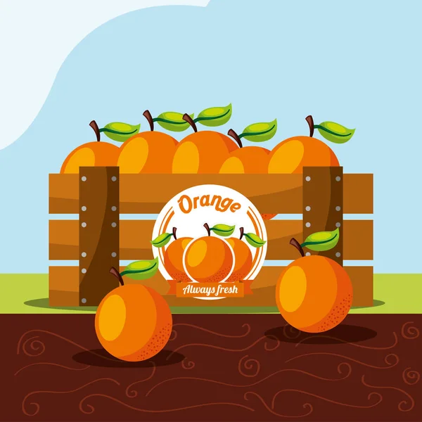 Orange frukt alltid färska i trä korg — Stock vektor