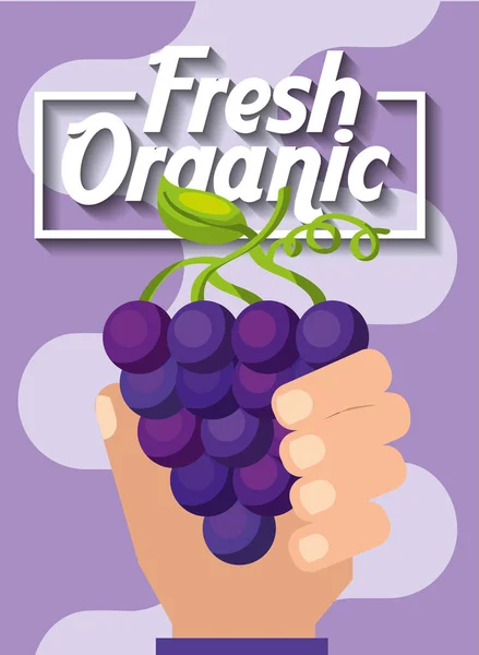 Hand met vers biologisch fruit druiven — Stockvector