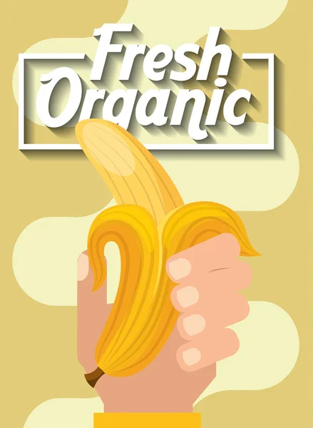 Рука держа свежие органические фрукты банан — стоковый вектор