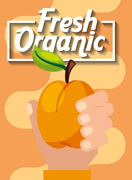 Pêssego de frutas orgânicas frescas — Vetor de Stock