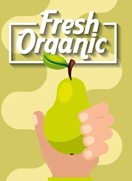 Рука держа свежие органические фрукты груши — стоковый вектор