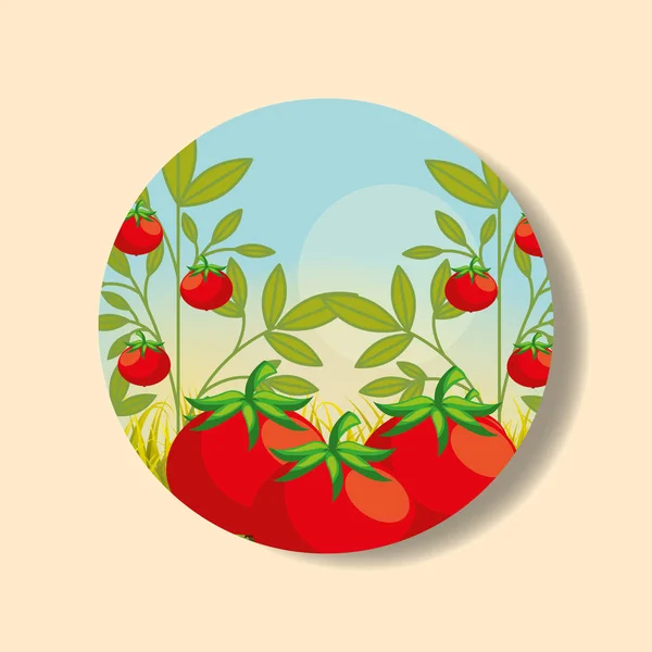 Plantación de hortalizas cosecha de tomate — Vector de stock