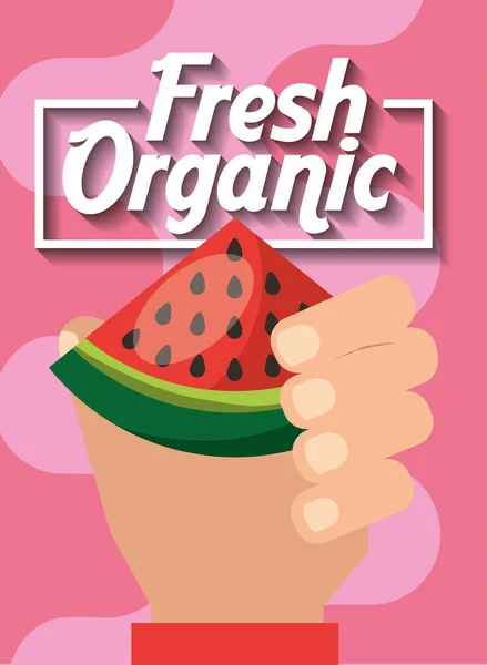 Hand holding fresh organic fruit watermelon — Stock Vector