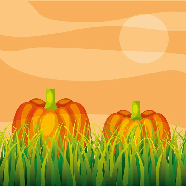 Agriculture plantation vegetable pumpkin — Stock Vector