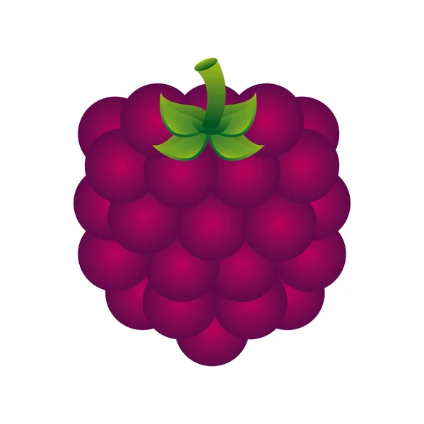 Diseño de frutas sobre fondo blanco vector ilustración — Archivo Imágenes Vectoriales