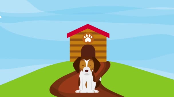 Happy dog sitting road in the field wooden house — Stock Video