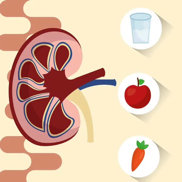 Día Mundial del Riñón — Vector de stock