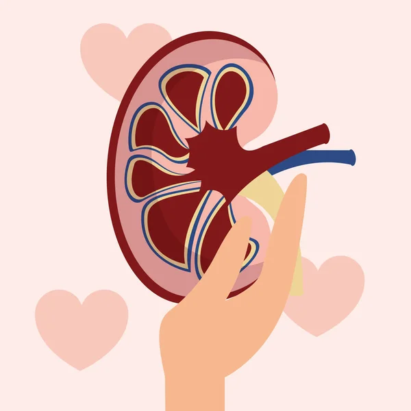 Welt Niere Tag Hand Hält Menschliches Organ Liebe Vektor Illustration — Stockvektor