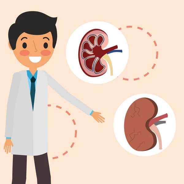 Médecin partie des organes rénaux professionnels — Image vectorielle
