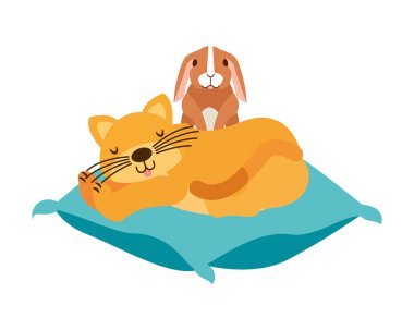 yastık üzerinde kedi ve tavşan evde beslenen hayvan