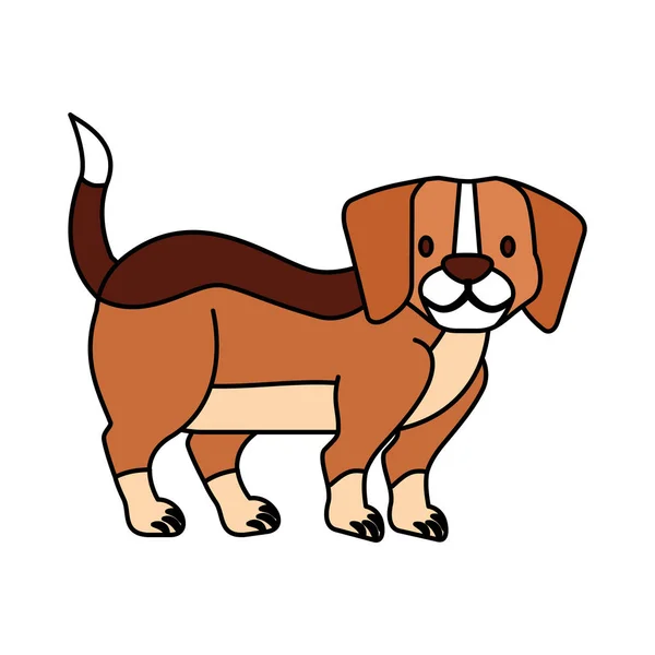 Beagle hond op witte achtergrond — Stockvector