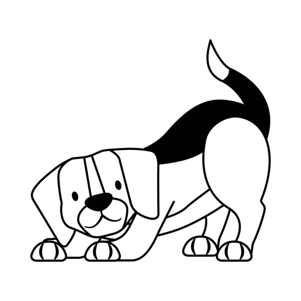 Beagle hond huisdier op witte achtergrond — Stockvector