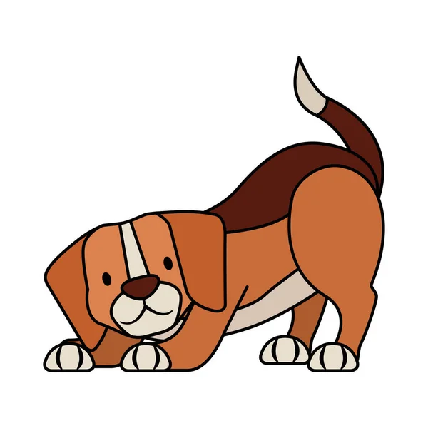 Beagle pes pet na bílém pozadí — Stockový vektor