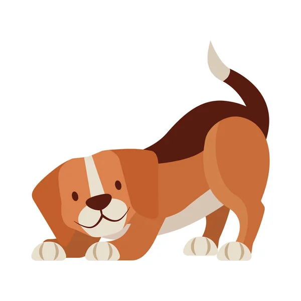 Beagle mascota perro sobre fondo blanco — Vector de stock