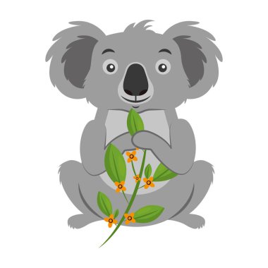 Koala yeme şube okaliptüs