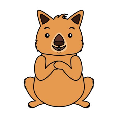 Beyaz arka plan üzerinde Wombat Avustralya faunası