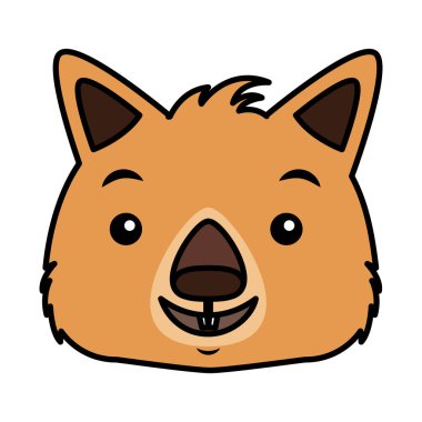 Wombat yüz Avustralya vahşi beyaz arka plan