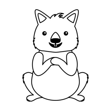 Beyaz arka plan üzerinde Wombat Avustralya faunası