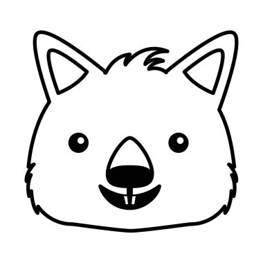 Wombat yüz Avustralya vahşi beyaz arka plan