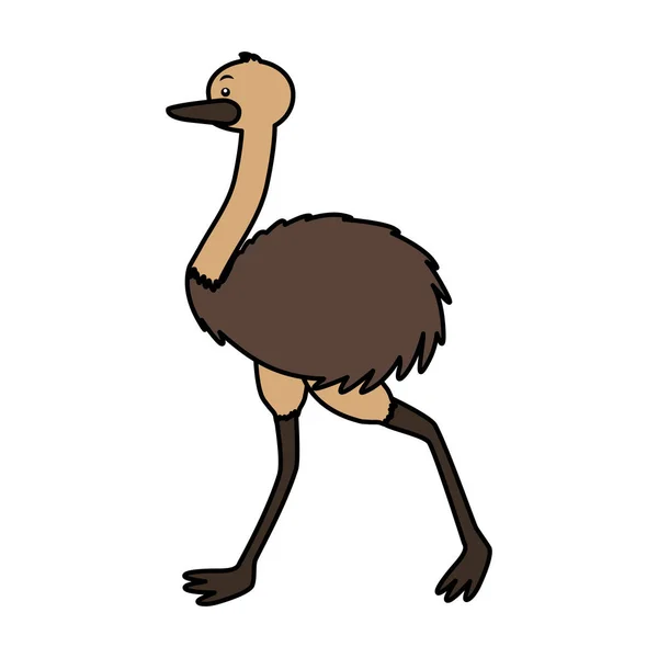 Emu fauna sobre fondo blanco — Vector de stock