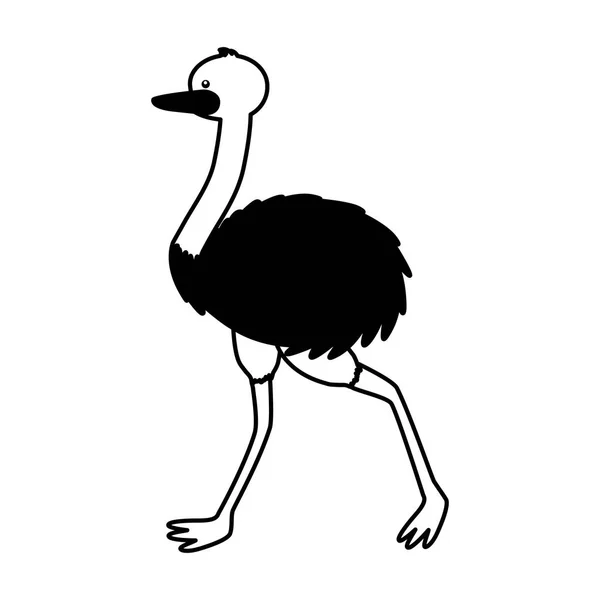 Emu fauna em fundo branco —  Vetores de Stock