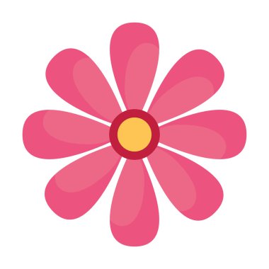 Beyaz arkaplanda Daisy çiçeği