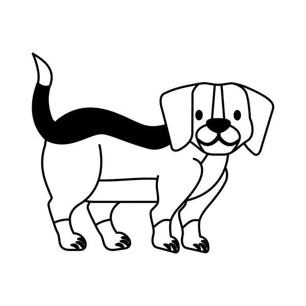 Beagle cane su sfondo bianco — Vettoriale Stock
