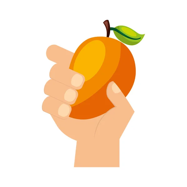 Mano sosteniendo mango alimentos frescos — Vector de stock