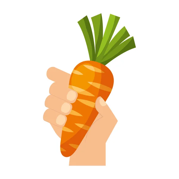Mão segurando cenoura alimentos frescos — Vetor de Stock