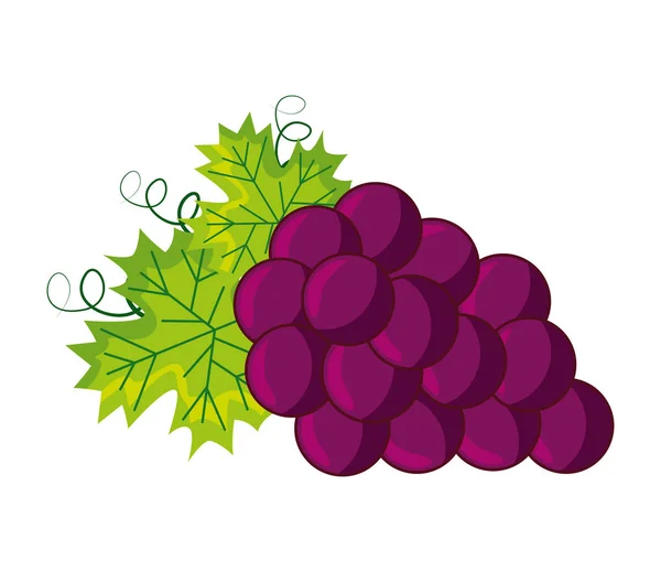 Bunch fresh grapes — Stock Vector