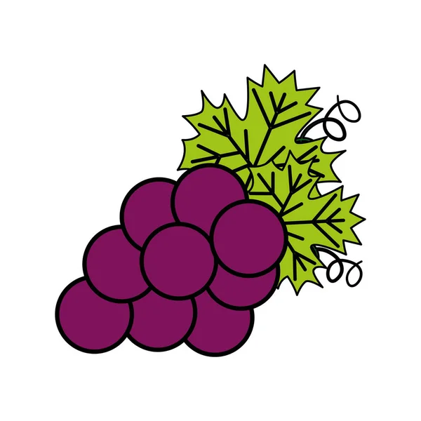 Bos verse druiven — Stockvector