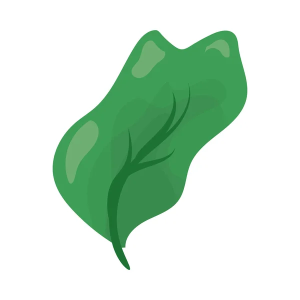 Groene blad natuurlijke — Stockvector