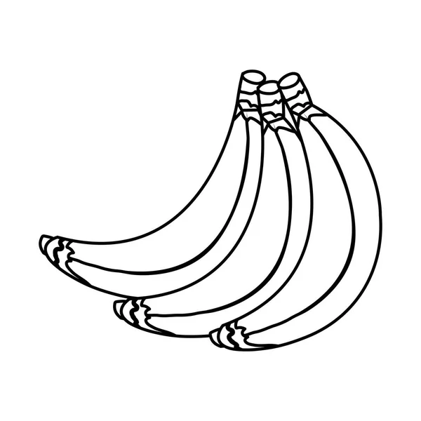 Скопление бананов, свежие фрукты — стоковый вектор