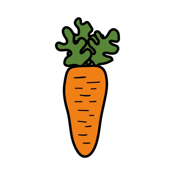 Морковь свежая изолированная икона — стоковый вектор