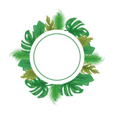 Monstera bitki örtüsü rozet yaprakları