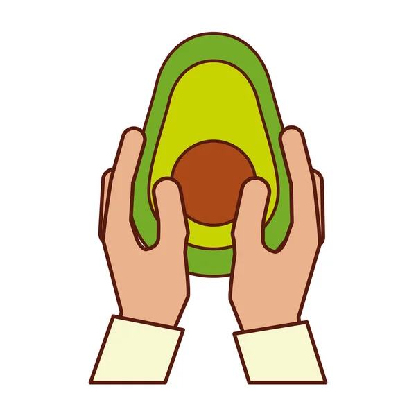 Руки, держащие авокадо — стоковый вектор