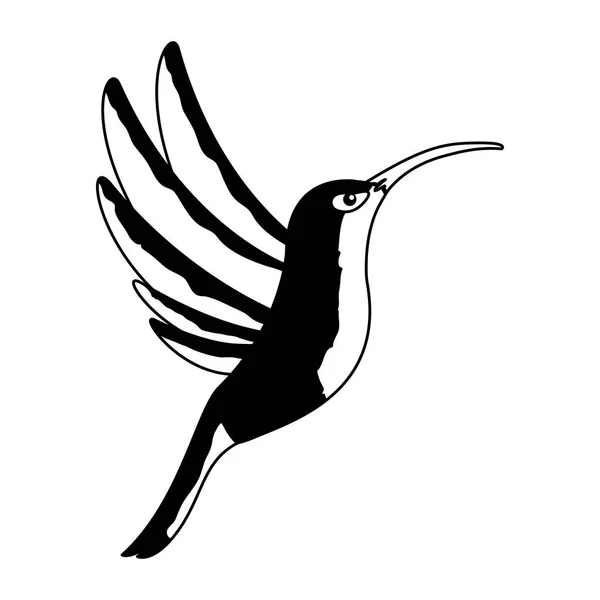 Exótico lindo colibrí sobre fondo blanco — Vector de stock