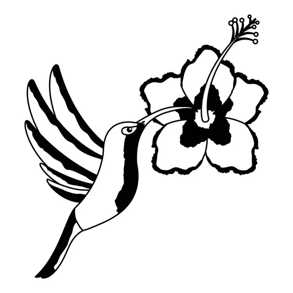 Kolibri fliegt Hibiskusblüte — Stockvektor