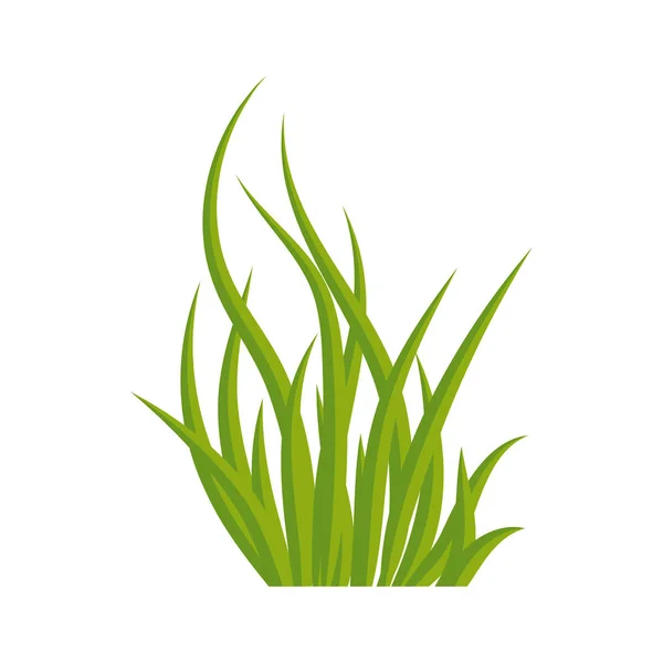Gräs växt isolerade ikonen — Stock vektor
