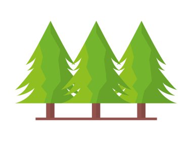 çam ağaçları orman