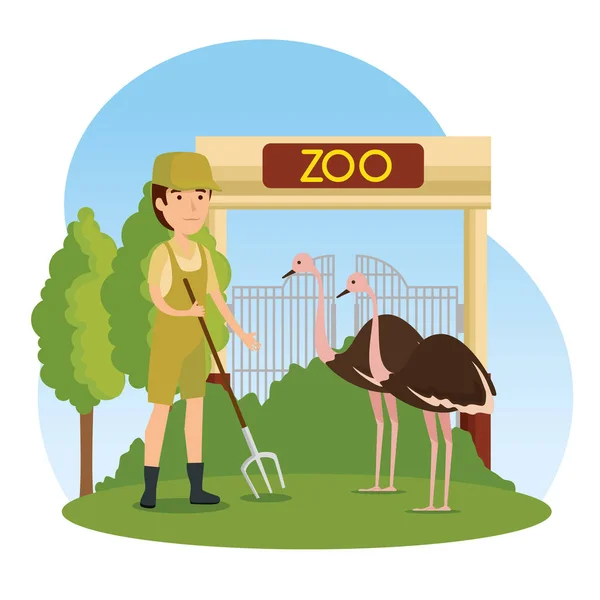 Avestruzes animal selvagem no zoológico com homem safari —  Vetores de Stock