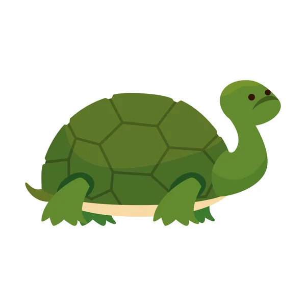 Cute turtle wild character — Stock Vector
