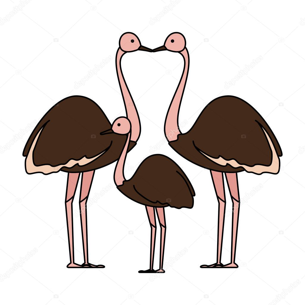 wild ostrich family birds